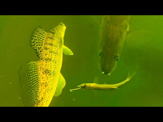 Big Zander Attacks Underwater (Immersive 4K UHD Videos)
