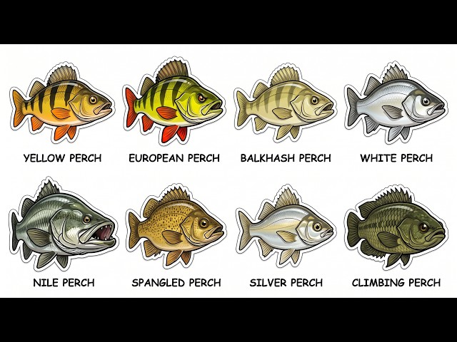 Every Perch Species Explained (and How to Catch Them)