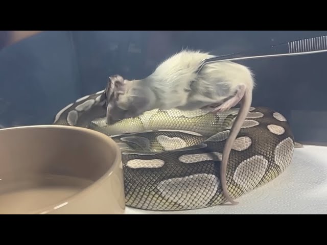MOCHI | Lesser Axanthic VPI Royal / Ball Python | #feeding 💚🎬 (26.01.26)