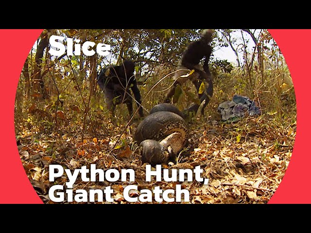 The Hunt for the Giant Python: Successful Catch with the Help of Elder Magicians | SLICE
