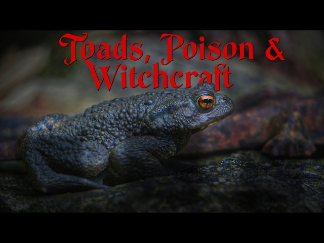 The Witch’s Toad: Poison, Magic, and Hidden Knowledge | English Folk Magic