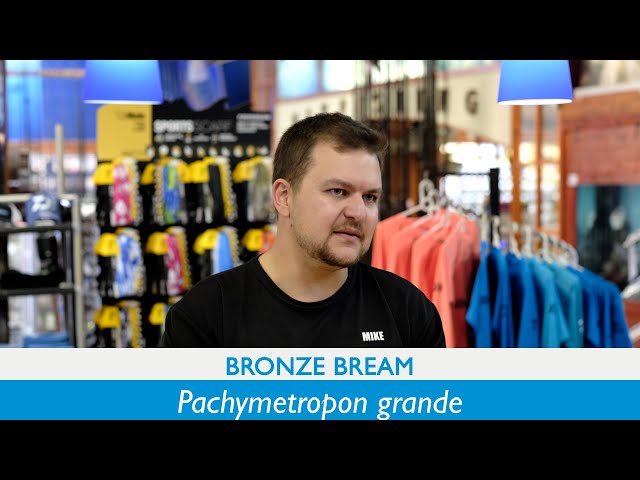 Species | Bronze Bream