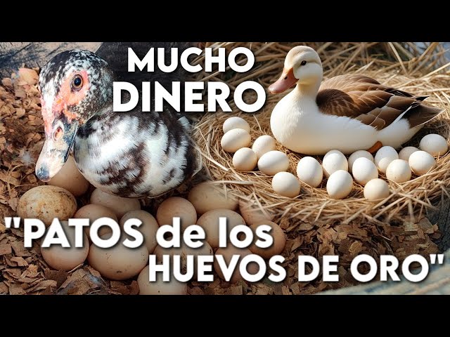 "DUCKS" THE MOST PROFITABLE BUSINESS!! How to RAISE at HOME? EASY AND SAVE MONEY
