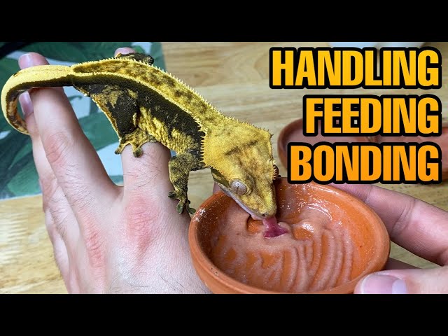 HOW TO TAME YOUR CRESTED GECKO | BEST TRAINING METHODS!