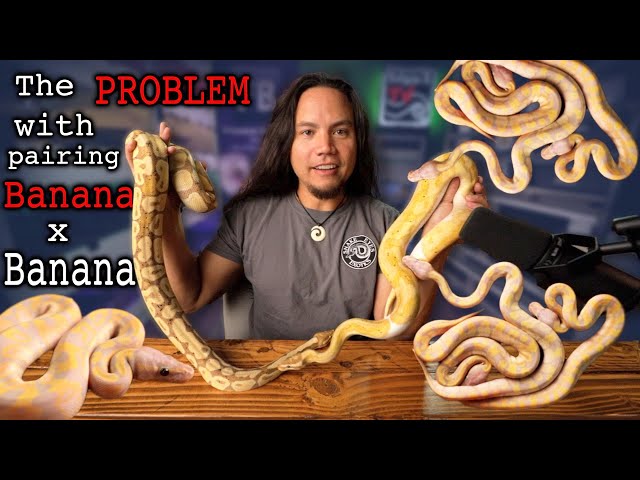 The LAST VIDEO I will EVER make on the Banana or Coral Glow Ball Python
