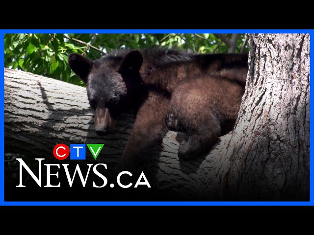 Black bear cub causes stir in Richmond backyard