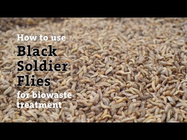 How to Use BSF Biowaste Treatment - Step by Step