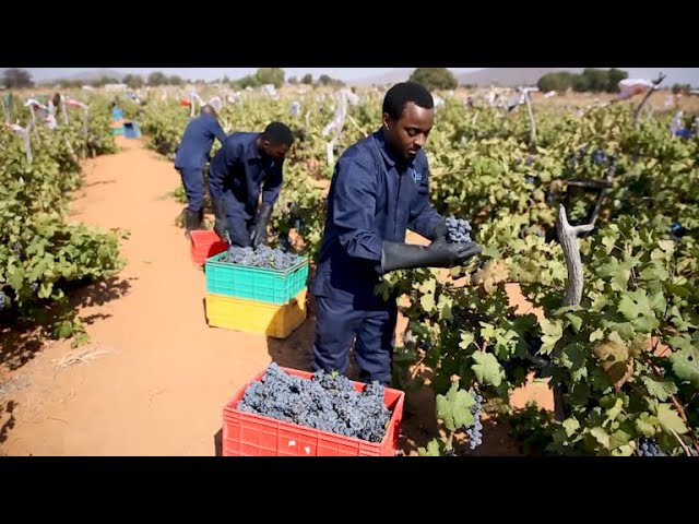 GLOBALink | Tanzanian grape farmer rejoices as local winery plans to tap Chinese market