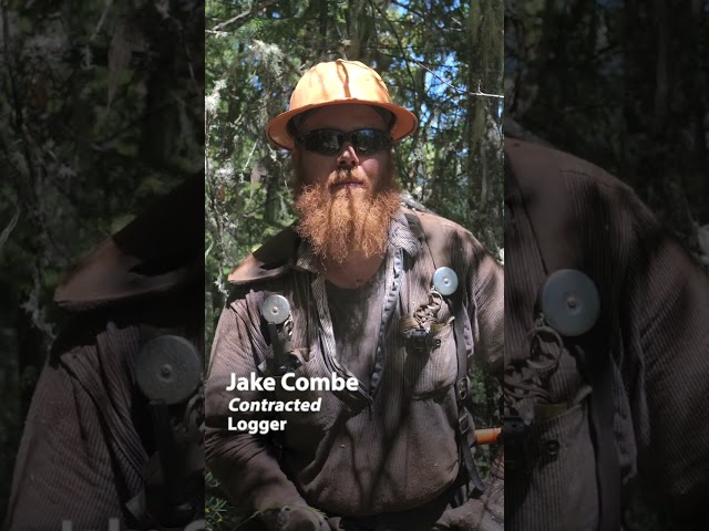 Removing hazardous trees to lessen mega wildfires