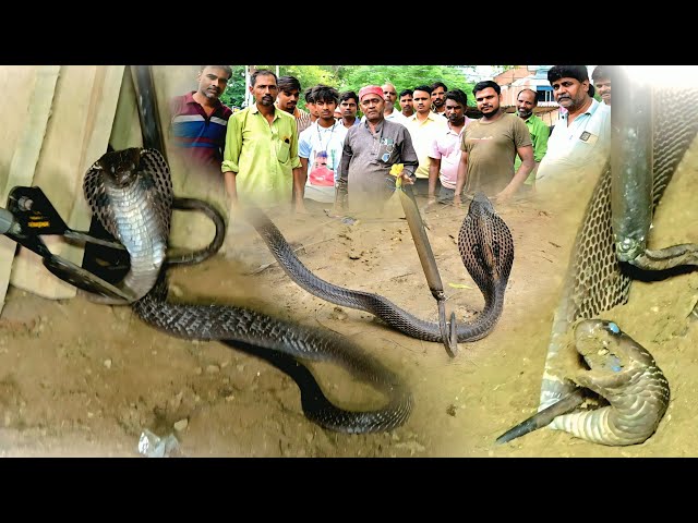 Cobra found in the wood shop #rescue #cobra #snake #newvideo #trending #video