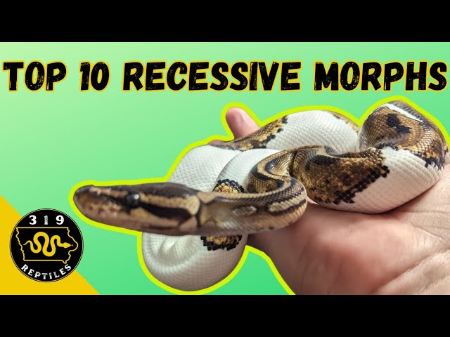 Top 10 Most Visually STUNNING Recessive Ball Python Morphs