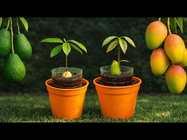 🥑🥭 Cómo cultivar AGUACATE y MANGO desde semilla - SIN PAPEL