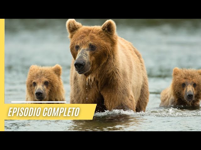 Tras las huellas de los osos: Un viaje a la naturaleza | Episodio Completo