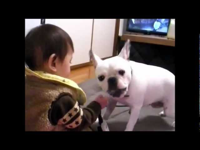 French Bulldog Siratama フレンチブルドッグ　しらたま09.mp4