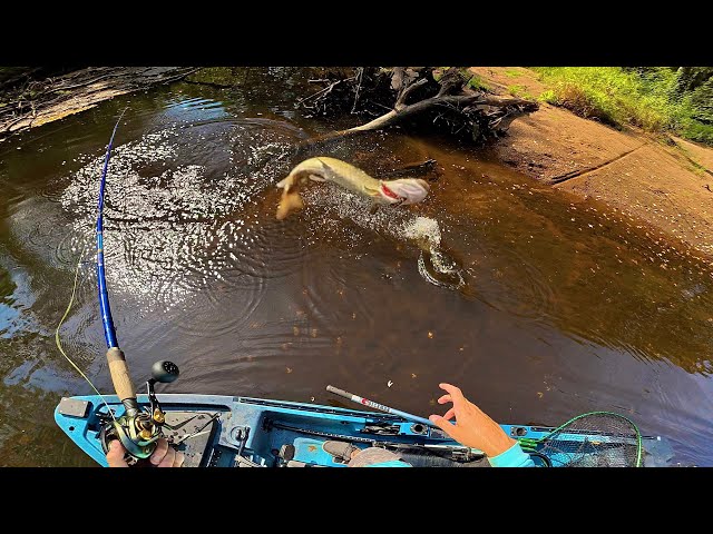 This SMALL CREEK is LOADED with MUSKIES! (29 MUSKY HOOKED IN ONE DAY)
