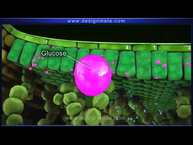 Grade 6 Science- Photosynthesis