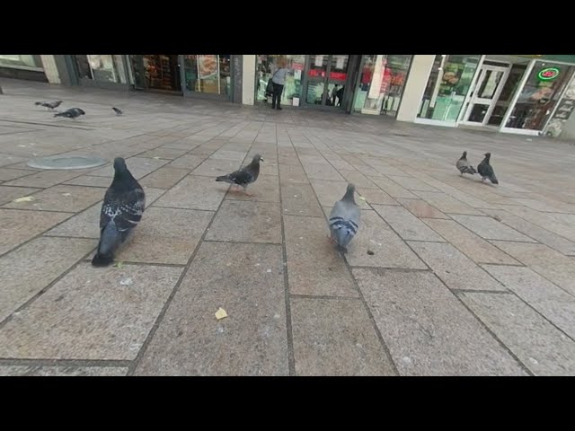 VR180° Pigeons doing their stuff