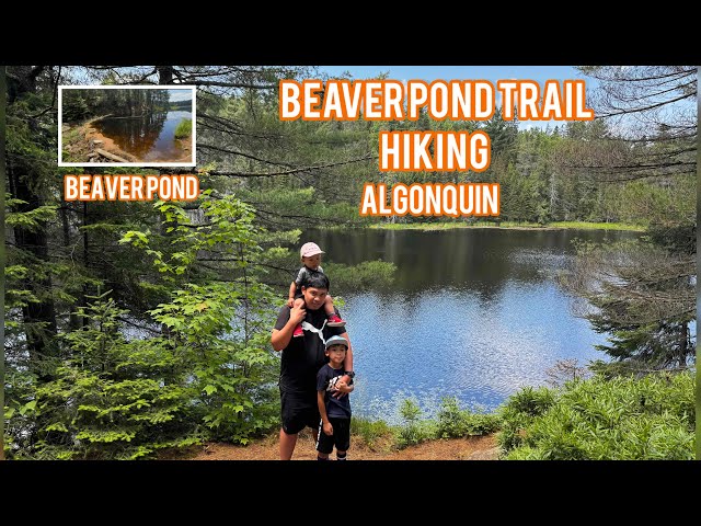 Exploring the Beauty of Algonquin’s Beaver Pond Trail