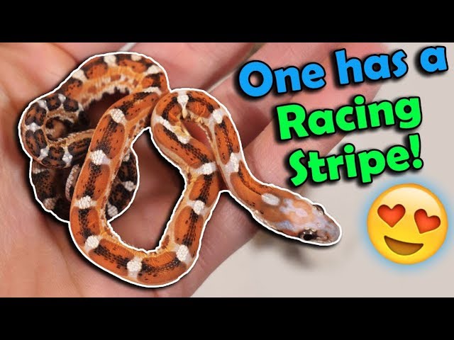 MORE Scaleless Rat/Corn Snakes Hatching!!