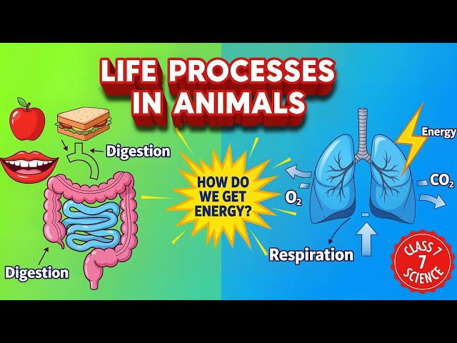 Class 7 Science Chapter 9 |  Life Processes in Animals  | Curiosity Textbook