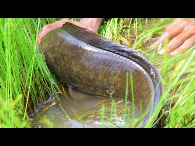 Hand Fishing Video 2025. Amazing Boy Is Catching Big Catfish  From Under The Water Hyacinth.