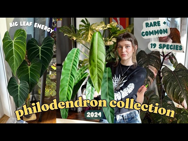 🌿 ranking ALL of my philodendron!! 🌿 19 species, rare + common!