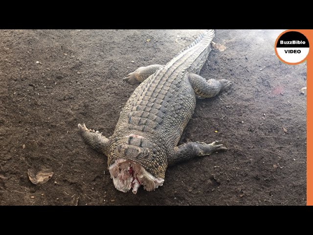 That's How a Croc's Life Ends When it Messes With Hippos