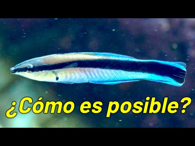 El Primer Pez que Sabe que es un Pez