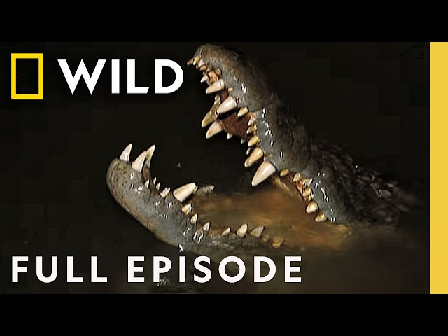 Finding the Most Powerful Animal Bite (Full Episode) | Dangerous Encounters | Nat Geo Animals
