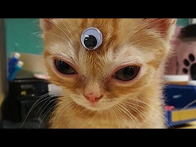 Cat core