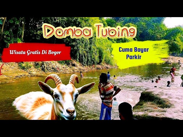 Domba Tubing ❗Free Tourism at Ciliwung River, Keradenan Bogor #sheep #tubing #dombatubing #viral