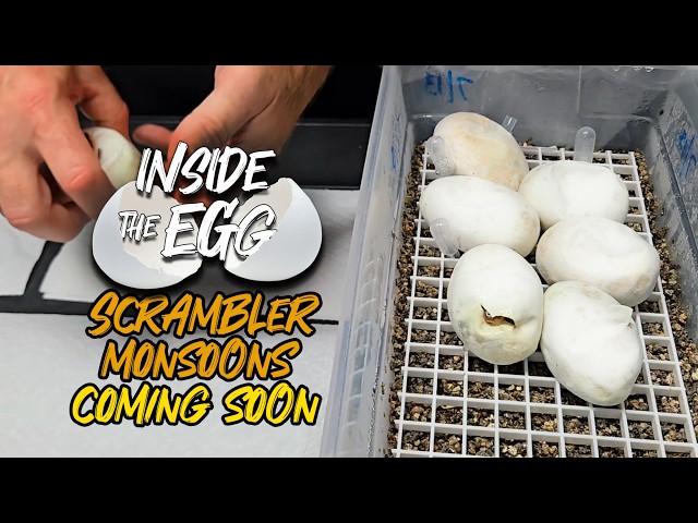Monsoons coming soon | Inside the Egg 18