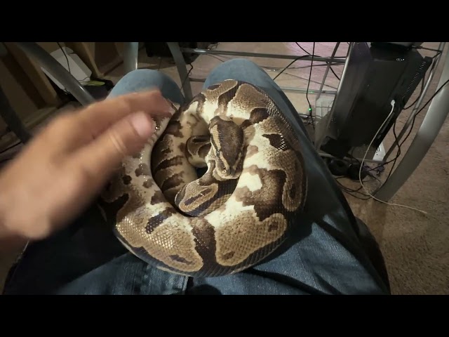 KHA - My 32-YEAR OLD BALL PYTHON DIED TODAY