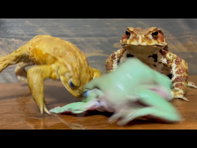 Gang vs. Gang vs. Gang [Pooh, Lesner, and Butter] Frog and Toad