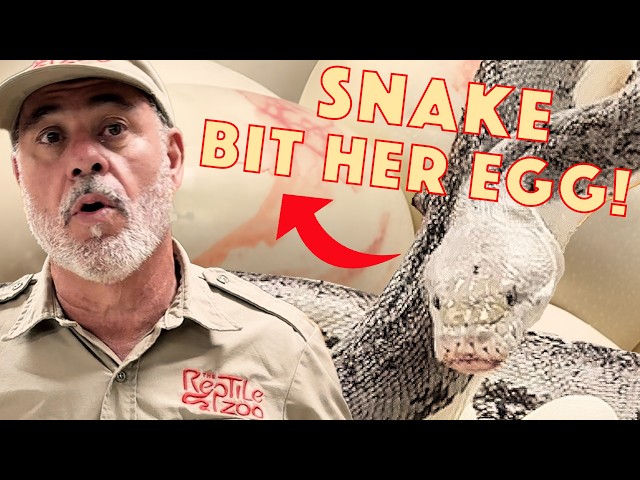 Big Momma Python Bites Her Own Egg🤯