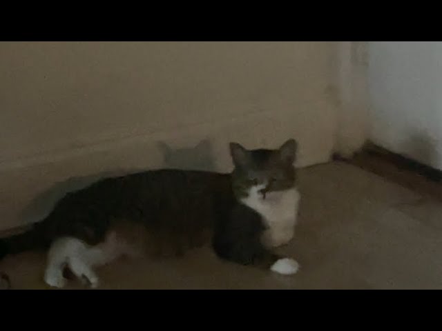 Random clips 4