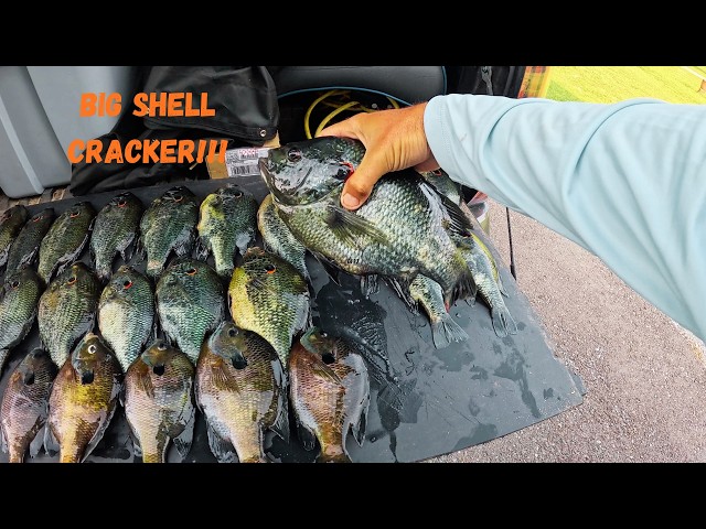 How to FIND And Catch BIG Shellcracker!!