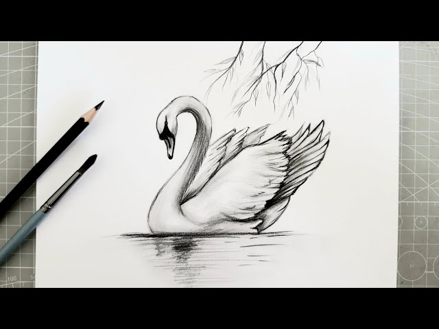 Realistic Swan Drawing | Easy Step-by-Step Pencil Drawing Tutorial