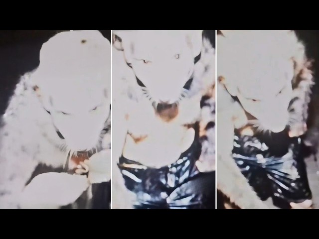 REAL Cryptids Caught Clearly On Camera