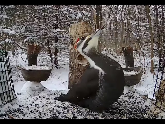 The Bird Perch Live - Platform Bird Feeder in Michigan - 1/25/2026