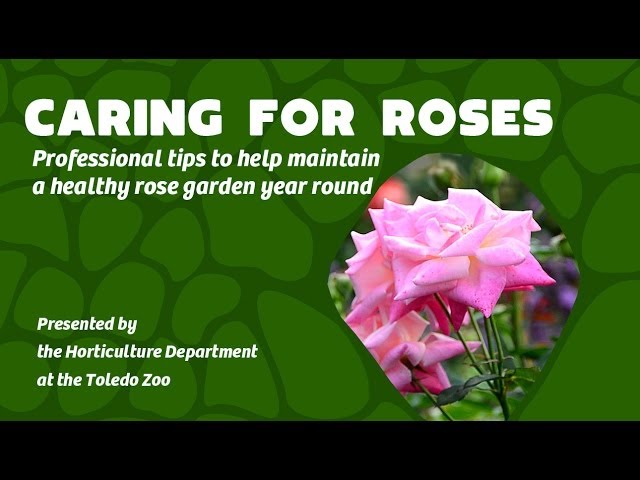 Caring for your Rose Garden Year Round - Professional Tips