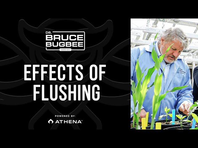 Bruce Bugbee Series – Effects of Flushing