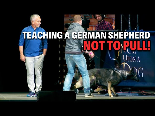 Tips To Training A German Shepherd The Right Way | Live Dog Demos