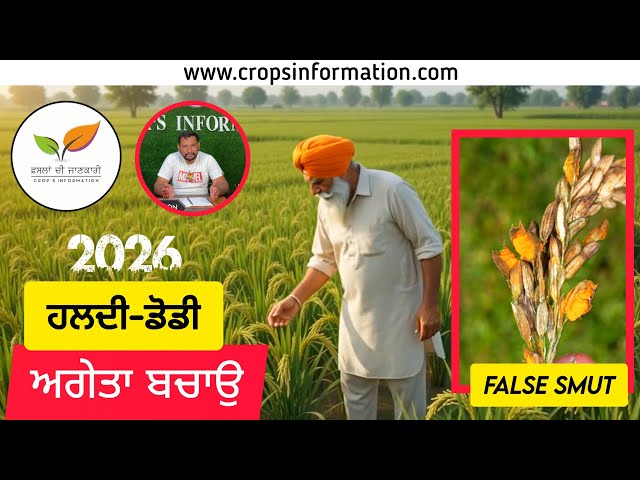 ਝੋਨੇ ਚ ਹਲਦੀ ਰੋਗ ਨੂੰ ਆਉਣ ਤੋਂ ਪਹਿਲਾਂ ਕਿਵੇਂ ਵਿਉਂਤਬੰਦੀ ਨਾਲ ਕੰਟਰੋਲ ਕਰੀਏ?Paddy false smut early control