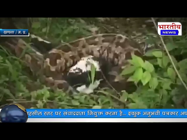 खंडवा में विशाल अजगर ने बनाया बकरी के बच्चे को शिकार | LIVE VIDEO हुआ वायरल | ग्रामीणों में दहशत #mp