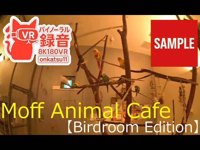 【SAMPLE】🌟【Moff animal cafe — Birdroom: 360° Surrounded by Birds (8K VR180 & Binaural Audio)】