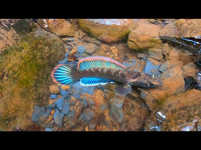 FINALLY CAUGHT THE CHANNA LIMBATA I'VE BEEN LOOKING FOR || Hunting for Rare Channa Limbata Fish