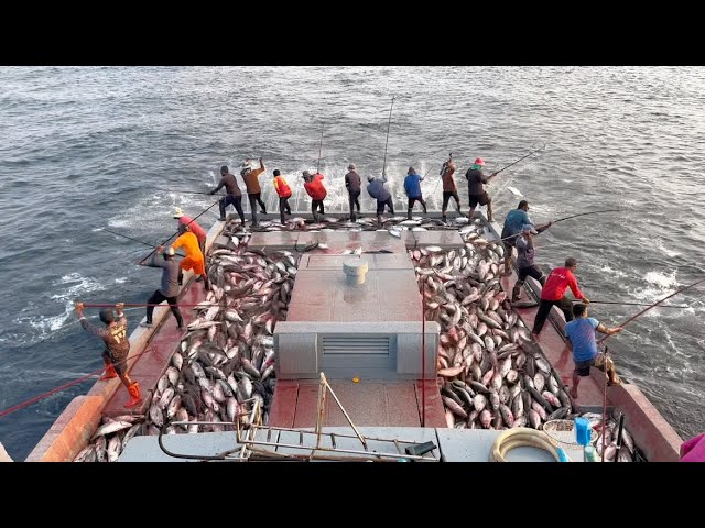 Full video of catching 10 tons of skipjack tuna in 15 minutes 🙀🎣