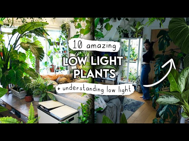 TOP 10 Low Light Houseplants + Understanding Low Light In Your Home 🌿