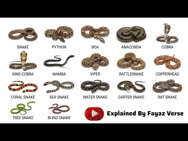All Types of Snakes Explained in an Easy Way 🐍 | Snake Names & Facts